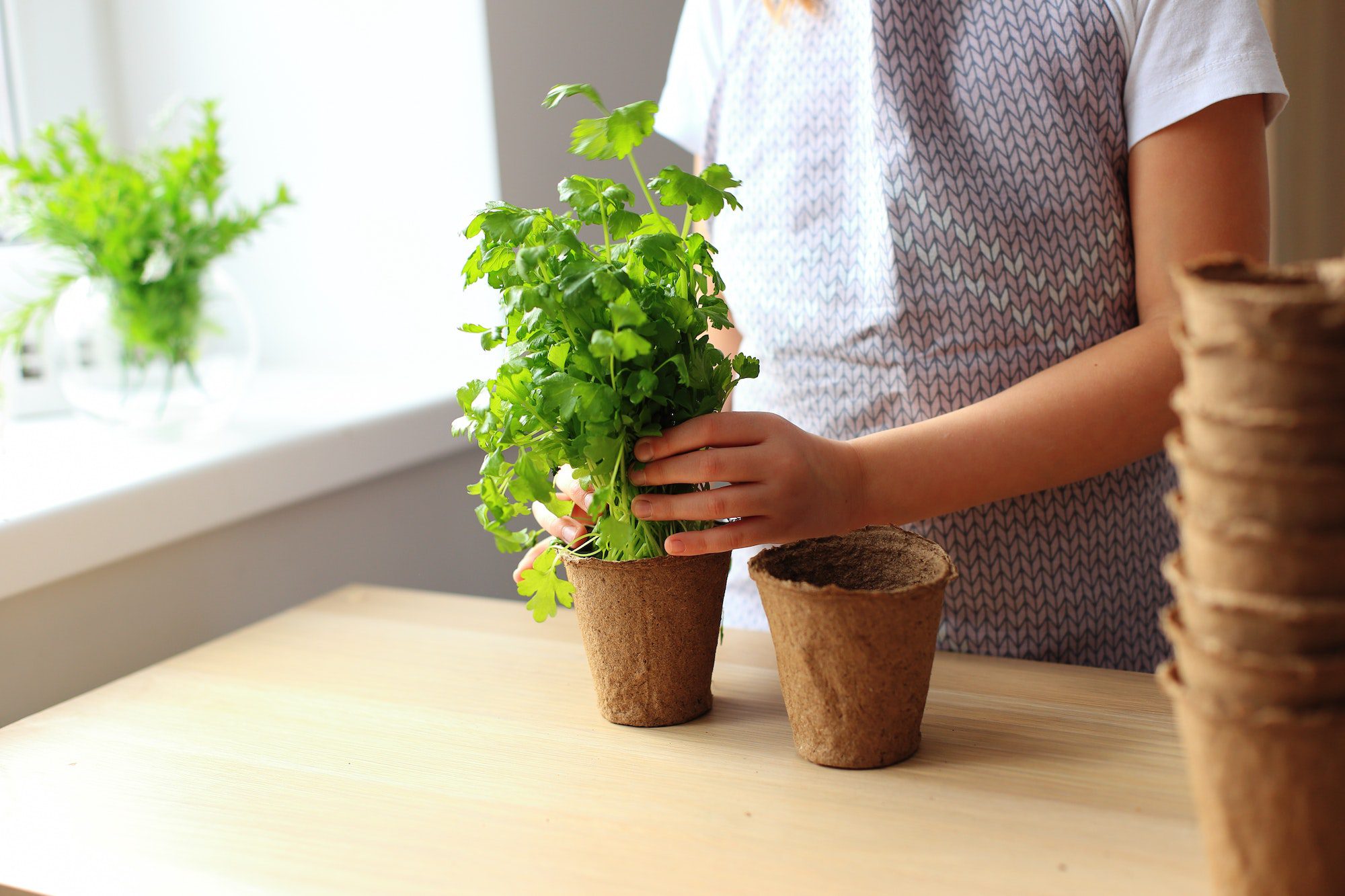 The girl is engaged in seedlings of greenery at home. Home eco greenery. Growing microgreens at home